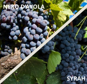 avola-syrah uva