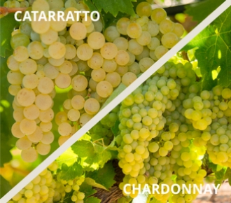 catarratto chardonnay uva