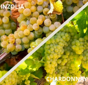 inzolia-chardonnay-uva