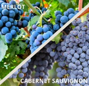 merlot-cabernet-uva