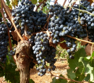 nerello mascalese