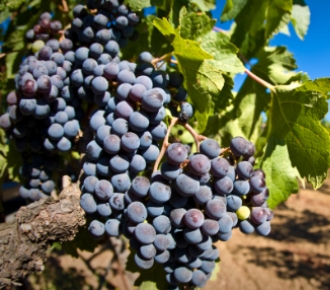 nero d'avola