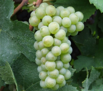 pinot bianco uva