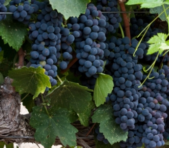 syrah uva