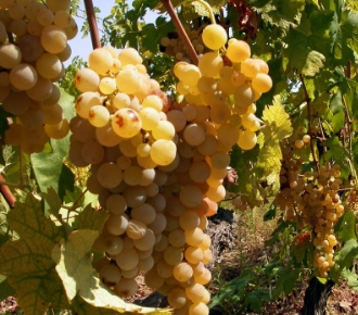 Malvasia uva