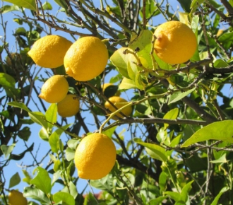 limoni di sicilia